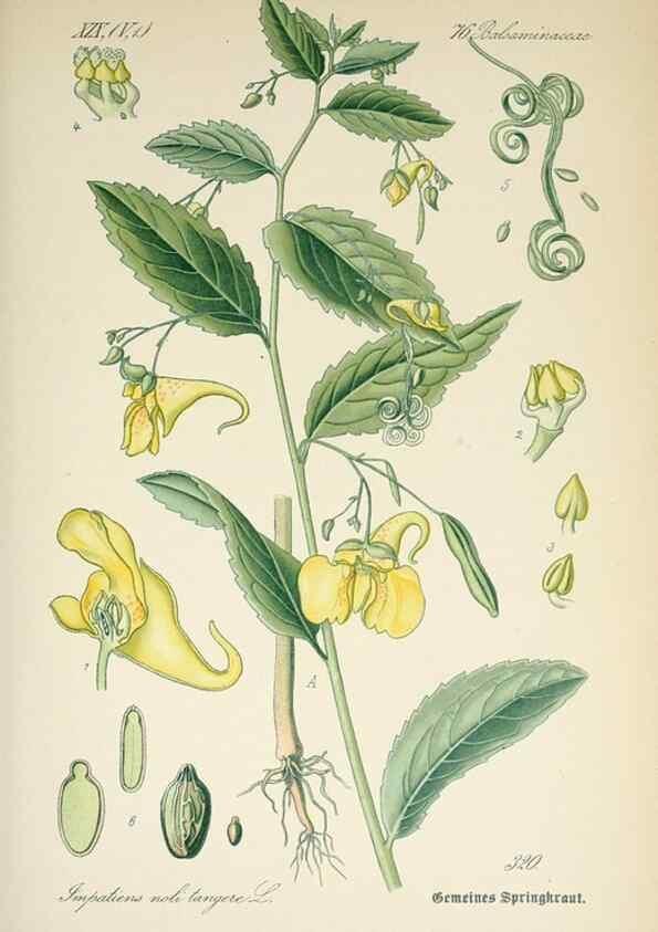 Reproducción/Reproduction 7982371929: Prof. Dr. Thomé's Flora von Deutschland, Österreich und der Schweiz, in Wort und Bild, für Schule und Haus ; mit ... Tafeln ... von Walter Müller.. Gera-Untermhaus :F.E. Köhler,1886-1934.