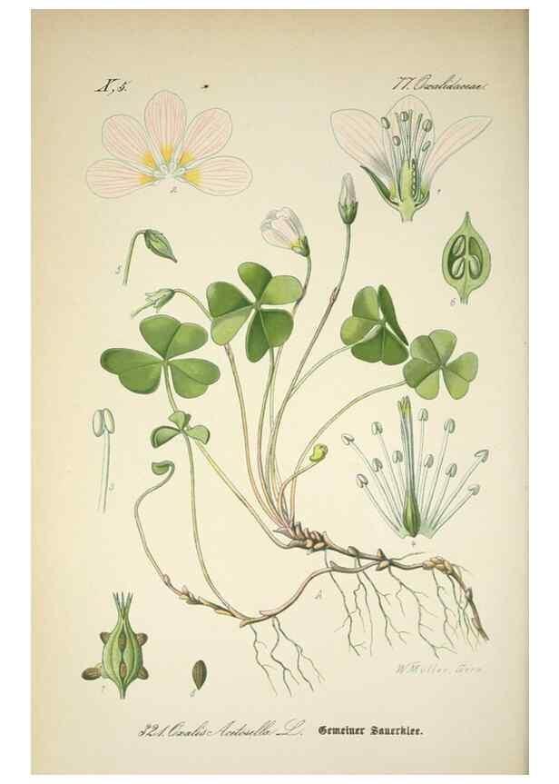 Reproducción/Reproduction 7982372437: Prof. Dr. Thomé's Flora von Deutschland, Österreich und der Schweiz, in Wort und Bild, für Schule und Haus ; mit ... Tafeln ... von Walter Müller.. Gera-Untermhaus :F.E. Köhler,1886-1934.