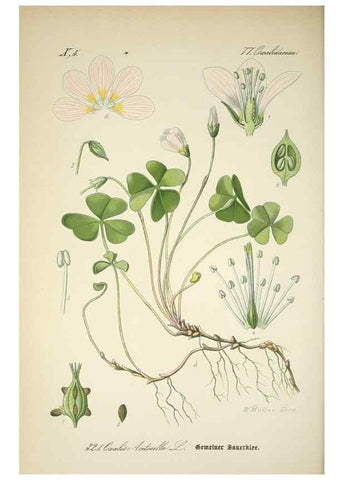 Reproducción/Reproduction 7982372437: Prof. Dr. Thomé's Flora von Deutschland, Österreich und der Schweiz, in Wort und Bild, für Schule und Haus ; mit ... Tafeln ... von Walter Müller.. Gera-Untermhaus :F.E. Köhler,1886-1934.