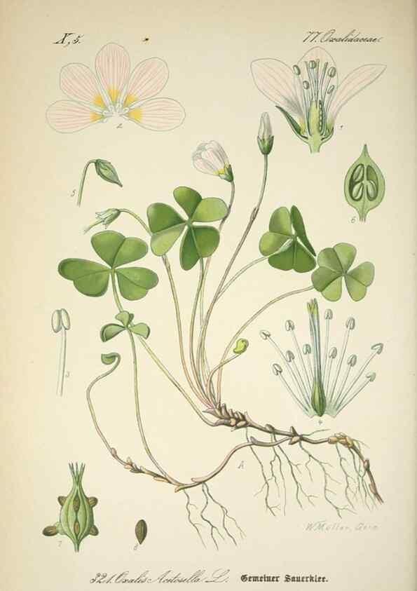 Reproducción/Reproduction 7982372437: Prof. Dr. Thomé's Flora von Deutschland, Österreich und der Schweiz, in Wort und Bild, für Schule und Haus ; mit ... Tafeln ... von Walter Müller.. Gera-Untermhaus :F.E. Köhler,1886-1934.