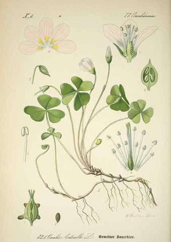 Reproducción/Reproduction 7982372437: Prof. Dr. Thomé's Flora von Deutschland, Österreich und der Schweiz, in Wort und Bild, für Schule und Haus ; mit ... Tafeln ... von Walter Müller.. Gera-Untermhaus :F.E. Köhler,1886-1934.