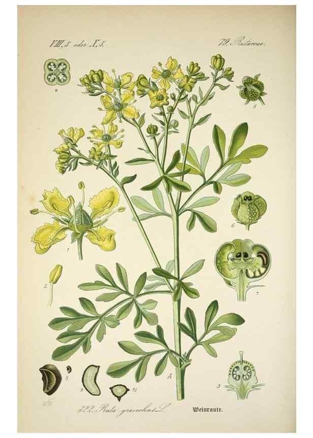 Reproducción/Reproduction 7982375762: Prof. Dr. Thomé's Flora von Deutschland, Österreich und der Schweiz, in Wort und Bild, für Schule und Haus ; mit ... Tafeln ... von Walter Müller.. Gera-Untermhaus :F.E. Köhler,1886-1934.