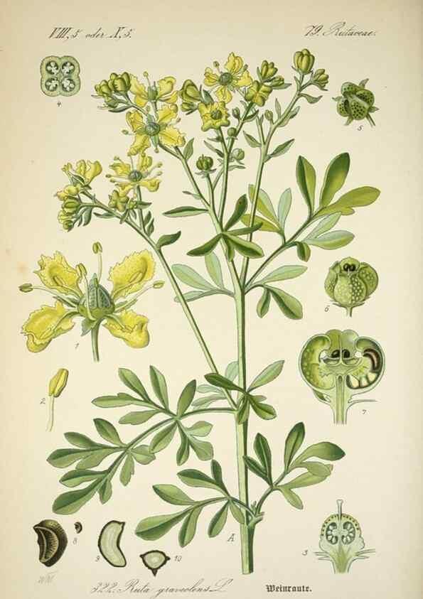 Reproducción/Reproduction 7982375762: Prof. Dr. Thomé's Flora von Deutschland, Österreich und der Schweiz, in Wort und Bild, für Schule und Haus ; mit ... Tafeln ... von Walter Müller.. Gera-Untermhaus :F.E. Köhler,1886-1934.