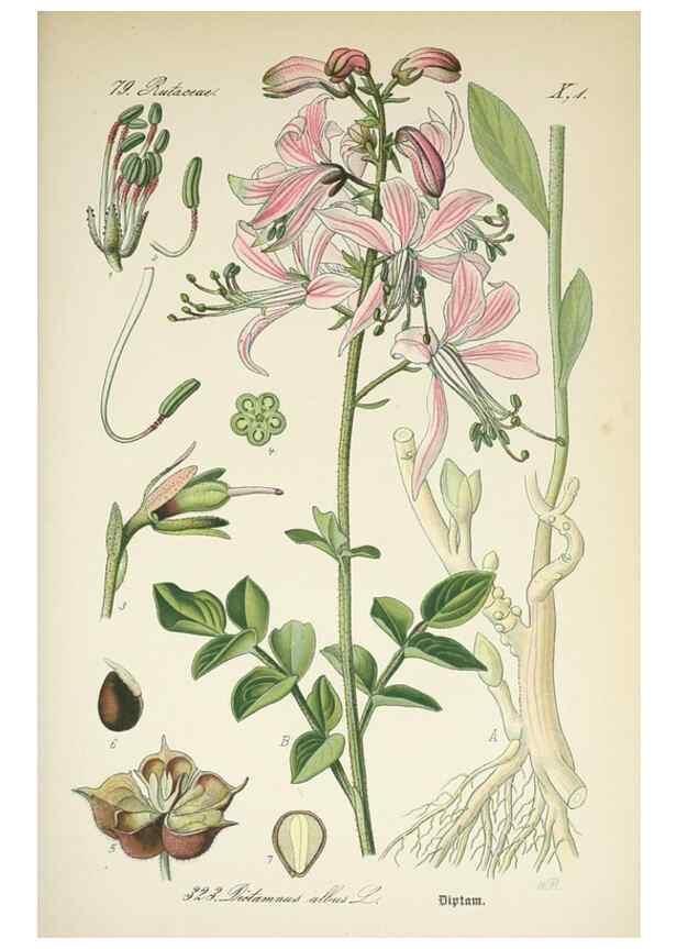 Reproducción/Reproduction 7982373365: Prof. Dr. Thomé's Flora von Deutschland, Österreich und der Schweiz, in Wort und Bild, für Schule und Haus ; mit ... Tafeln ... von Walter Müller.. Gera-Untermhaus :F.E. Köhler,1886-1934.