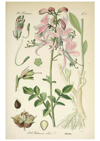 Reproducción/Reproduction 7982373365: Prof. Dr. Thomé's Flora von Deutschland, Österreich und der Schweiz, in Wort und Bild, für Schule und Haus ; mit ... Tafeln ... von Walter Müller.. Gera-Untermhaus :F.E. Köhler,1886-1934.