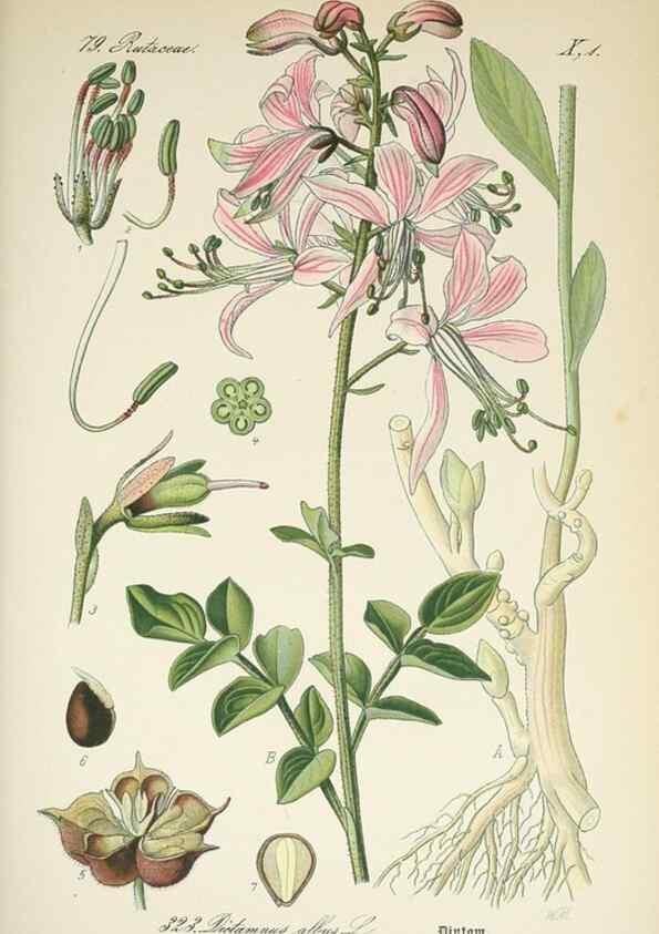 Reproducción/Reproduction 7982373365: Prof. Dr. Thomé's Flora von Deutschland, Österreich und der Schweiz, in Wort und Bild, für Schule und Haus ; mit ... Tafeln ... von Walter Müller.. Gera-Untermhaus :F.E. Köhler,1886-1934.
