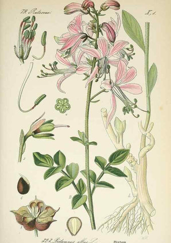 Reproducción/Reproduction 7982373365: Prof. Dr. Thomé's Flora von Deutschland, Österreich und der Schweiz, in Wort und Bild, für Schule und Haus ; mit ... Tafeln ... von Walter Müller.. Gera-Untermhaus :F.E. Köhler,1886-1934.