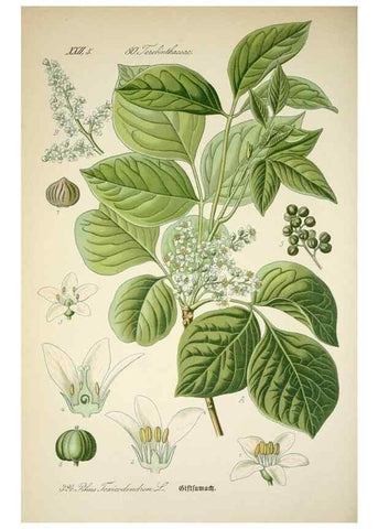 Reproducción/Reproduction 7982373791: Prof. Dr. Thomé's Flora von Deutschland, Österreich und der Schweiz, in Wort und Bild, für Schule und Haus ; mit ... Tafeln ... von Walter Müller.. Gera-Untermhaus :F.E. Köhler,1886-1934.