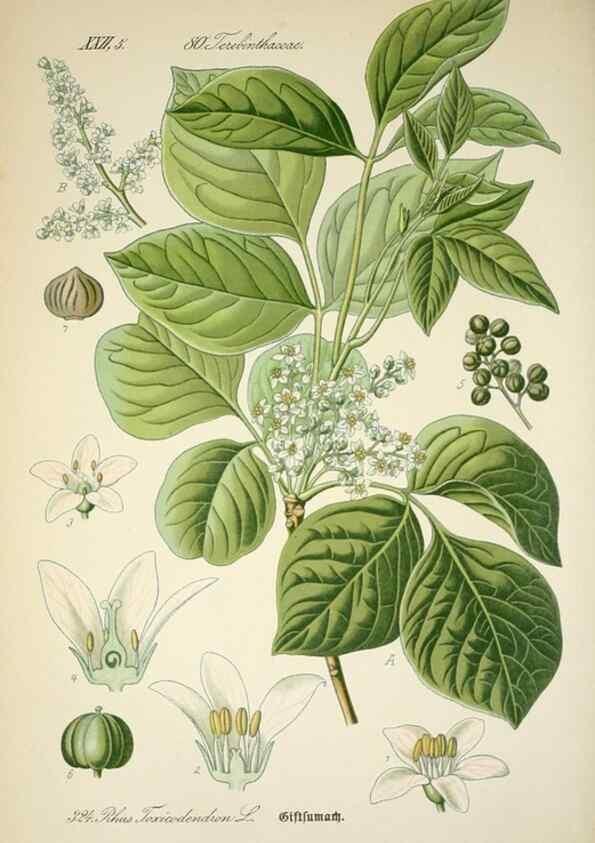 Reproducción/Reproduction 7982373791: Prof. Dr. Thomé's Flora von Deutschland, Österreich und der Schweiz, in Wort und Bild, für Schule und Haus ; mit ... Tafeln ... von Walter Müller.. Gera-Untermhaus :F.E. Köhler,1886-1934.