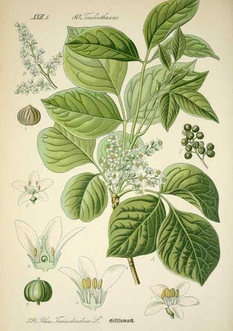 Reproducción/Reproduction 7982373791: Prof. Dr. Thomé's Flora von Deutschland, Österreich und der Schweiz, in Wort und Bild, für Schule und Haus ; mit ... Tafeln ... von Walter Müller.. Gera-Untermhaus :F.E. Köhler,1886-1934.