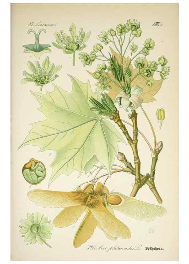 Reproducción/Reproduction 7982374259: Prof. Dr. Thomé's Flora von Deutschland, Österreich und der Schweiz, in Wort und Bild, für Schule und Haus ; mit ... Tafeln ... von Walter Müller.. Gera-Untermhaus :F.E. Köhler,1886-1934.