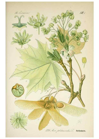 Reproducción/Reproduction 7982374259: Prof. Dr. Thomé's Flora von Deutschland, Österreich und der Schweiz, in Wort und Bild, für Schule und Haus ; mit ... Tafeln ... von Walter Müller.. Gera-Untermhaus :F.E. Köhler,1886-1934.