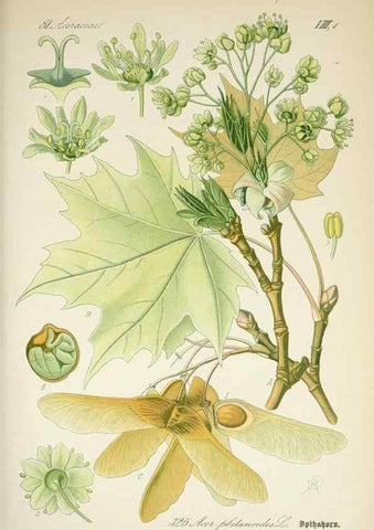 Reproducción/Reproduction 7982374259: Prof. Dr. Thomé's Flora von Deutschland, Österreich und der Schweiz, in Wort und Bild, für Schule und Haus ; mit ... Tafeln ... von Walter Müller.. Gera-Untermhaus :F.E. Köhler,1886-1934.