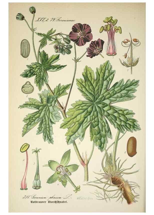 Reproducción/Reproduction 7982371171: Prof. Dr. Thomé's Flora von Deutschland, Österreich und der Schweiz, in Wort und Bild, für Schule und Haus ; mit ... Tafeln ... von Walter Müller.. Gera-Untermhaus :F.E. Köhler,1886-1934.