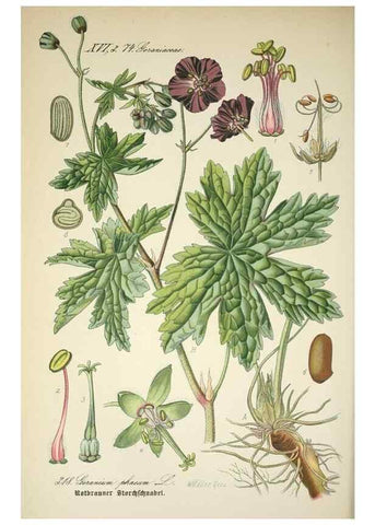 Reproducción/Reproduction 7982371171: Prof. Dr. Thomé's Flora von Deutschland, Österreich und der Schweiz, in Wort und Bild, für Schule und Haus ; mit ... Tafeln ... von Walter Müller.. Gera-Untermhaus :F.E. Köhler,1886-1934.