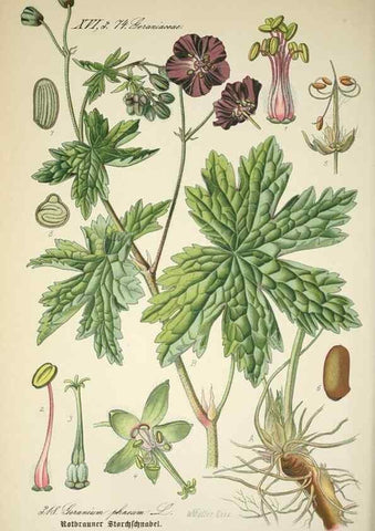 Reproducción/Reproduction 7982371171: Prof. Dr. Thomé's Flora von Deutschland, Österreich und der Schweiz, in Wort und Bild, für Schule und Haus ; mit ... Tafeln ... von Walter Müller.. Gera-Untermhaus :F.E. Köhler,1886-1934.