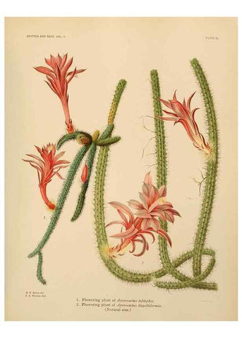 Reproducción/Reproduction 7979566130: The Cactaceae :. Washington :Carnegie Institution of Washington,1919-1923.
