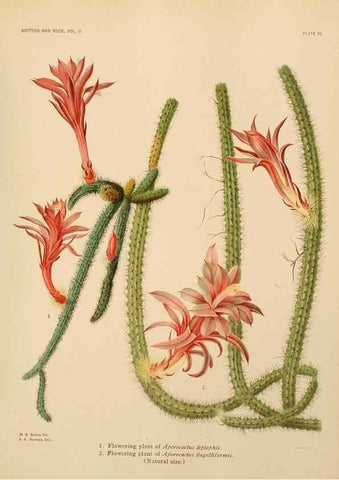 Reproducción/Reproduction 7979566130: The Cactaceae :. Washington :Carnegie Institution of Washington,1919-1923.