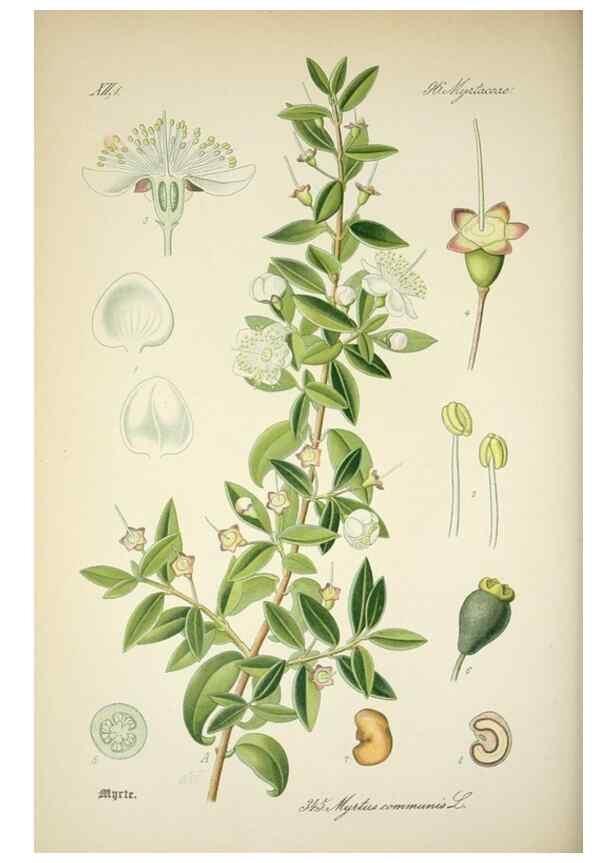 Reproducción/Reproduction 7982384873: Prof. Dr. Thomé's Flora von Deutschland, Österreich und der Schweiz, in Wort und Bild, für Schule und Haus ; mit ... Tafeln ... von Walter Müller.. Gera-Untermhaus :F.E. Köhler,1886-1934.
