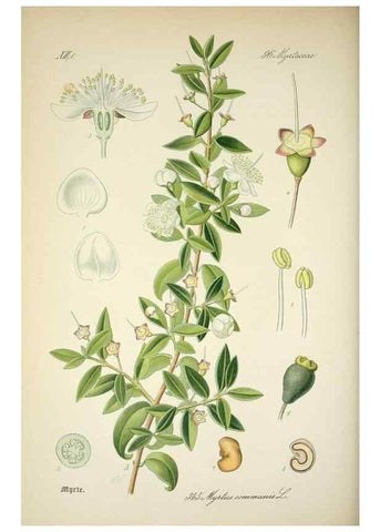 Reproducción/Reproduction 7982384873: Prof. Dr. Thomé's Flora von Deutschland, Österreich und der Schweiz, in Wort und Bild, für Schule und Haus ; mit ... Tafeln ... von Walter Müller.. Gera-Untermhaus :F.E. Köhler,1886-1934.