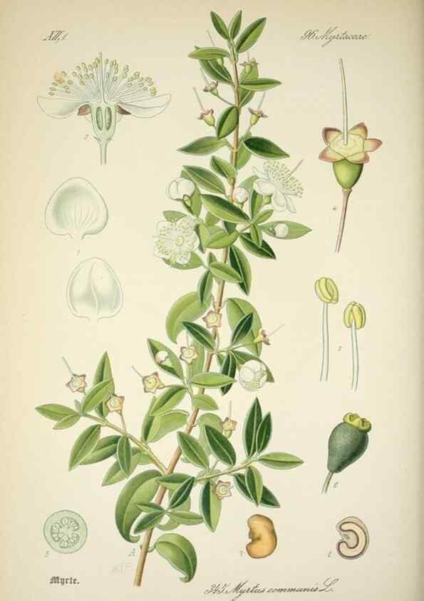 Reproducción/Reproduction 7982384873: Prof. Dr. Thomé's Flora von Deutschland, Österreich und der Schweiz, in Wort und Bild, für Schule und Haus ; mit ... Tafeln ... von Walter Müller.. Gera-Untermhaus :F.E. Köhler,1886-1934.