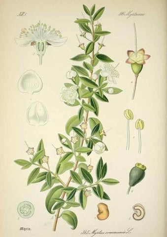 Reproducción/Reproduction 7982384873: Prof. Dr. Thomé's Flora von Deutschland, Österreich und der Schweiz, in Wort und Bild, für Schule und Haus ; mit ... Tafeln ... von Walter Müller.. Gera-Untermhaus :F.E. Köhler,1886-1934.