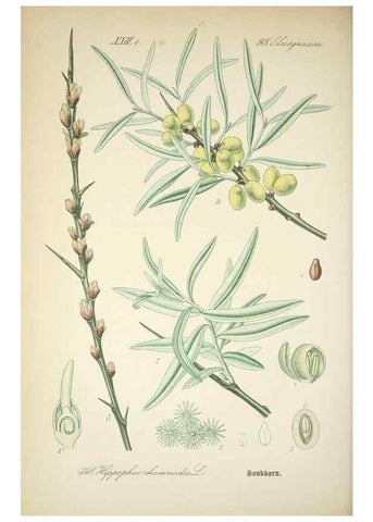 Reproducción/Reproduction 7982385717: Prof. Dr. Thomé's Flora von Deutschland, Österreich und der Schweiz, in Wort und Bild, für Schule und Haus ; mit ... Tafeln ... von Walter Müller.. Gera-Untermhaus :F.E. Köhler,1886-1934.