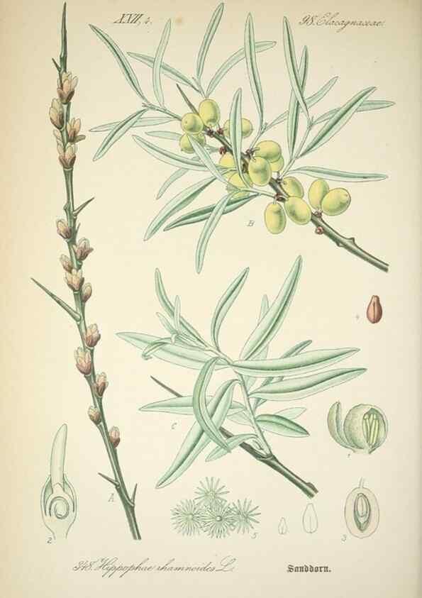 Reproducción/Reproduction 7982385717: Prof. Dr. Thomé's Flora von Deutschland, Österreich und der Schweiz, in Wort und Bild, für Schule und Haus ; mit ... Tafeln ... von Walter Müller.. Gera-Untermhaus :F.E. Köhler,1886-1934.
