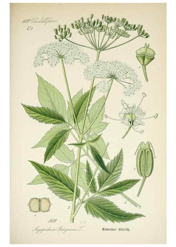 Reproducción/Reproduction 7982397698: Prof. Dr. Thomé's Flora von Deutschland, Österreich und der Schweiz, in Wort und Bild, für Schule und Haus ; mit ... Tafeln ... von Walter Müller.. Gera-Untermhaus :F.E. Köhler,1886-1934.