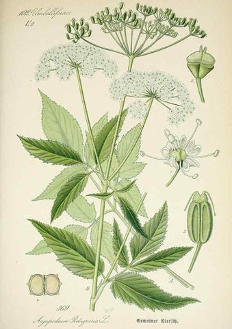 Reproducción/Reproduction 7982397698: Prof. Dr. Thomé's Flora von Deutschland, Österreich und der Schweiz, in Wort und Bild, für Schule und Haus ; mit ... Tafeln ... von Walter Müller.. Gera-Untermhaus :F.E. Köhler,1886-1934.
