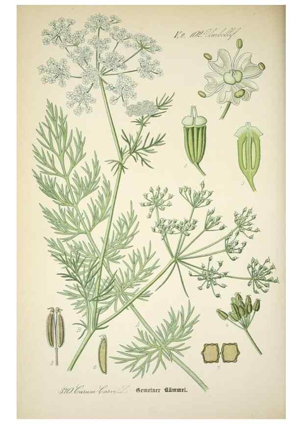 Reproducción/Reproduction 7982398396: Prof. Dr. Thomé's Flora von Deutschland, Österreich und der Schweiz, in Wort und Bild, für Schule und Haus ; mit ... Tafeln ... von Walter Müller.. Gera-Untermhaus :F.E. Köhler,1886-1934.