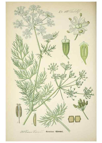 Reproducción/Reproduction 7982398396: Prof. Dr. Thomé's Flora von Deutschland, Österreich und der Schweiz, in Wort und Bild, für Schule und Haus ; mit ... Tafeln ... von Walter Müller.. Gera-Untermhaus :F.E. Köhler,1886-1934.