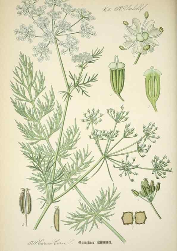 Reproducción/Reproduction 7982398396: Prof. Dr. Thomé's Flora von Deutschland, Österreich und der Schweiz, in Wort und Bild, für Schule und Haus ; mit ... Tafeln ... von Walter Müller.. Gera-Untermhaus :F.E. Köhler,1886-1934.