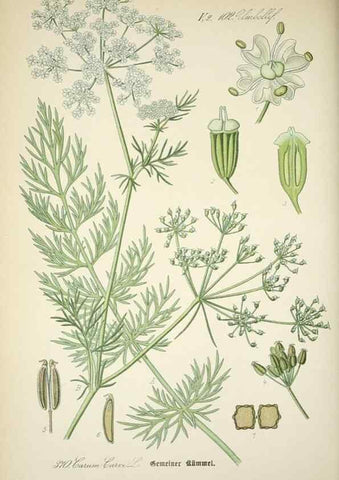 Reproducción/Reproduction 7982398396: Prof. Dr. Thomé's Flora von Deutschland, Österreich und der Schweiz, in Wort und Bild, für Schule und Haus ; mit ... Tafeln ... von Walter Müller.. Gera-Untermhaus :F.E. Köhler,1886-1934.