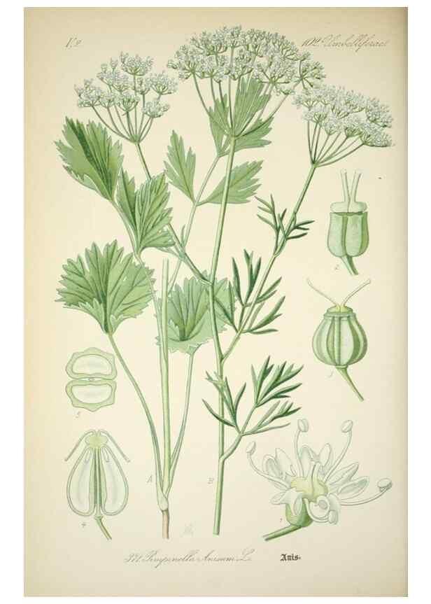 Reproducción/Reproduction 7982398800: Prof. Dr. Thomé's Flora von Deutschland, Österreich und der Schweiz, in Wort und Bild, für Schule und Haus ; mit ... Tafeln ... von Walter Müller.. Gera-Untermhaus :F.E. Köhler,1886-1934.