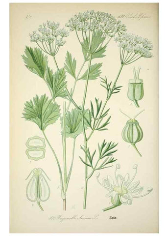 Reproducción/Reproduction 7982398800: Prof. Dr. Thomé's Flora von Deutschland, Österreich und der Schweiz, in Wort und Bild, für Schule und Haus ; mit ... Tafeln ... von Walter Müller.. Gera-Untermhaus :F.E. Köhler,1886-1934.