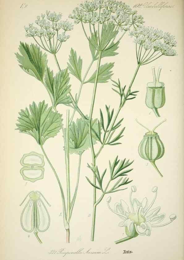 Reproducción/Reproduction 7982398800: Prof. Dr. Thomé's Flora von Deutschland, Österreich und der Schweiz, in Wort und Bild, für Schule und Haus ; mit ... Tafeln ... von Walter Müller.. Gera-Untermhaus :F.E. Köhler,1886-1934.
