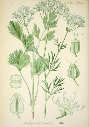Reproducción/Reproduction 7982398800: Prof. Dr. Thomé's Flora von Deutschland, Österreich und der Schweiz, in Wort und Bild, für Schule und Haus ; mit ... Tafeln ... von Walter Müller.. Gera-Untermhaus :F.E. Köhler,1886-1934.