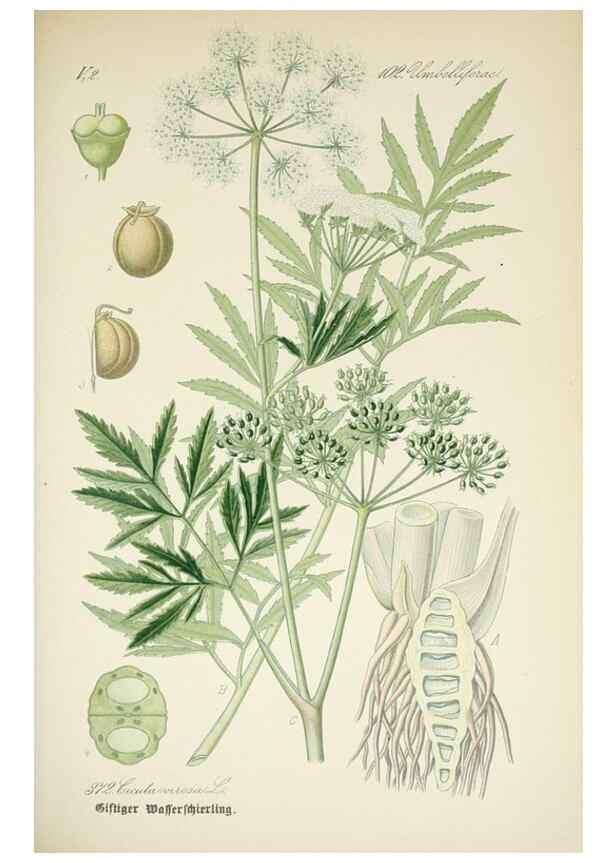 Reproducción/Reproduction 7982399256: Prof. Dr. Thomé's Flora von Deutschland, Österreich und der Schweiz, in Wort und Bild, für Schule und Haus ; mit ... Tafeln ... von Walter Müller.. Gera-Untermhaus :F.E. Köhler,1886-1934.
