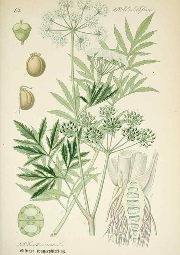 Reproducción/Reproduction 7982399256: Prof. Dr. Thomé's Flora von Deutschland, Österreich und der Schweiz, in Wort und Bild, für Schule und Haus ; mit ... Tafeln ... von Walter Müller.. Gera-Untermhaus :F.E. Köhler,1886-1934.