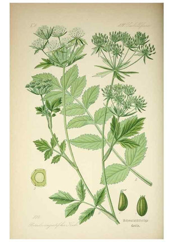Reproducción/Reproduction 7982396559: Prof. Dr. Thomé's Flora von Deutschland, Österreich und der Schweiz, in Wort und Bild, für Schule und Haus ; mit ... Tafeln ... von Walter Müller.. Gera-Untermhaus :F.E. Köhler,1886-1934.