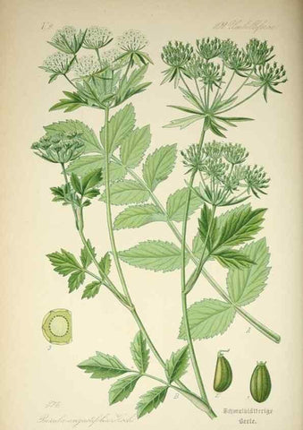 Reproducción/Reproduction 7982396559: Prof. Dr. Thomé's Flora von Deutschland, Österreich und der Schweiz, in Wort und Bild, für Schule und Haus ; mit ... Tafeln ... von Walter Müller.. Gera-Untermhaus :F.E. Köhler,1886-1934.