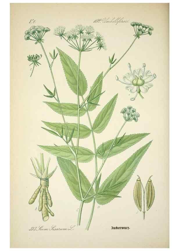 Reproducción/Reproduction 7982400100: Prof. Dr. Thomé's Flora von Deutschland, Österreich und der Schweiz, in Wort und Bild, für Schule und Haus ; mit ... Tafeln ... von Walter Müller.. Gera-Untermhaus :F.E. Köhler,1886-1934.