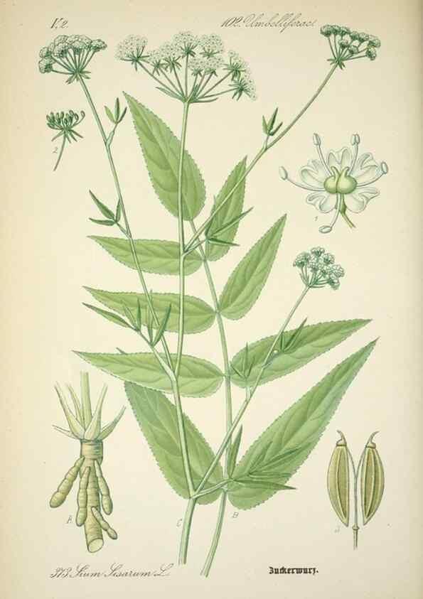 Reproducción/Reproduction 7982400100: Prof. Dr. Thomé's Flora von Deutschland, Österreich und der Schweiz, in Wort und Bild, für Schule und Haus ; mit ... Tafeln ... von Walter Müller.. Gera-Untermhaus :F.E. Köhler,1886-1934.