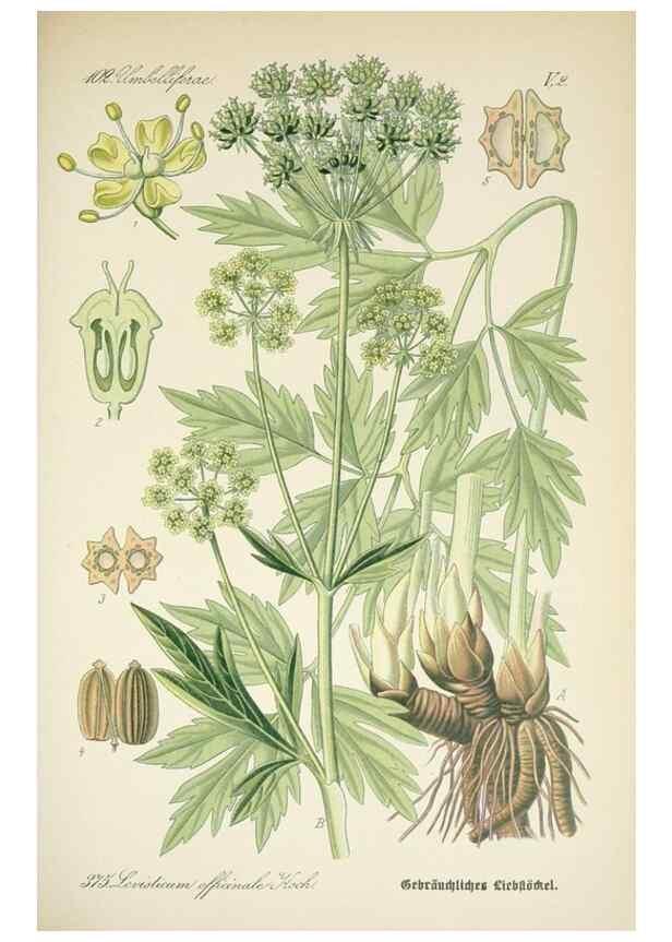 Reproducción/Reproduction 7982397487: Prof. Dr. Thomé's Flora von Deutschland, Österreich und der Schweiz, in Wort und Bild, für Schule und Haus ; mit ... Tafeln ... von Walter Müller.. Gera-Untermhaus :F.E. Köhler,1886-1934.