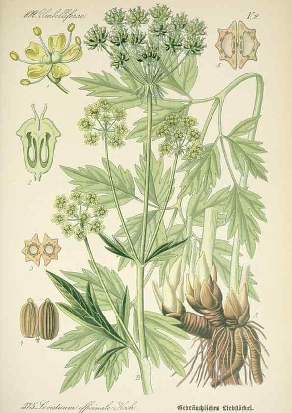 Reproducción/Reproduction 7982397487: Prof. Dr. Thomé's Flora von Deutschland, Österreich und der Schweiz, in Wort und Bild, für Schule und Haus ; mit ... Tafeln ... von Walter Müller.. Gera-Untermhaus :F.E. Köhler,1886-1934.