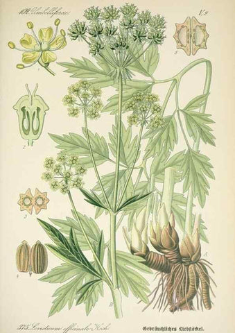 Reproducción/Reproduction 7982397487: Prof. Dr. Thomé's Flora von Deutschland, Österreich und der Schweiz, in Wort und Bild, für Schule und Haus ; mit ... Tafeln ... von Walter Müller.. Gera-Untermhaus :F.E. Köhler,1886-1934.