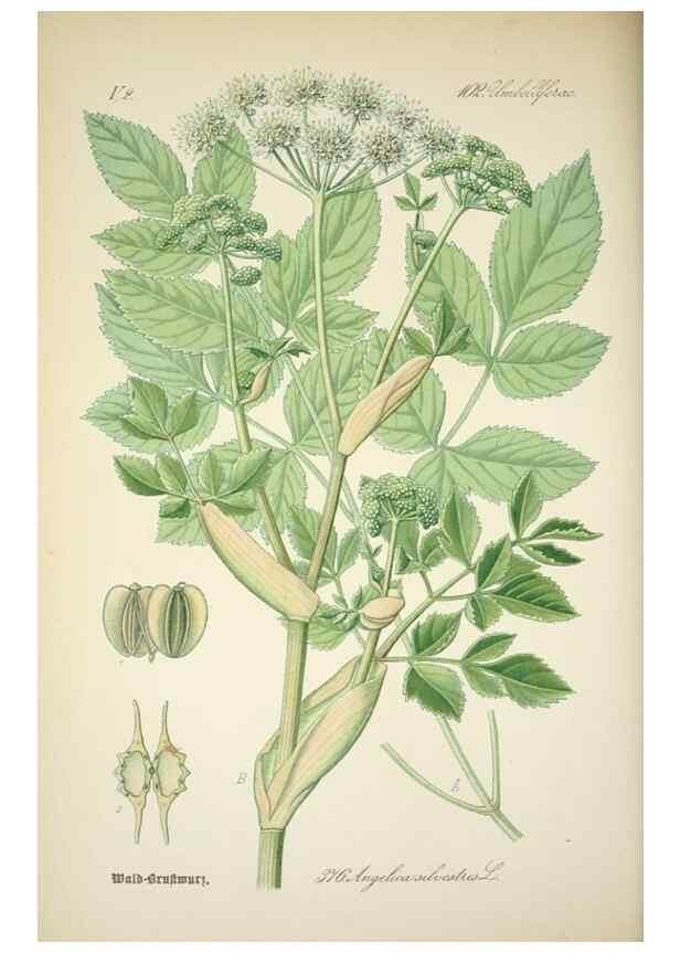 Reproducción/Reproduction 7982397903: Prof. Dr. Thomé's Flora von Deutschland, Österreich und der Schweiz, in Wort und Bild, für Schule und Haus ; mit ... Tafeln ... von Walter Müller.. Gera-Untermhaus :F.E. Köhler,1886-1934.