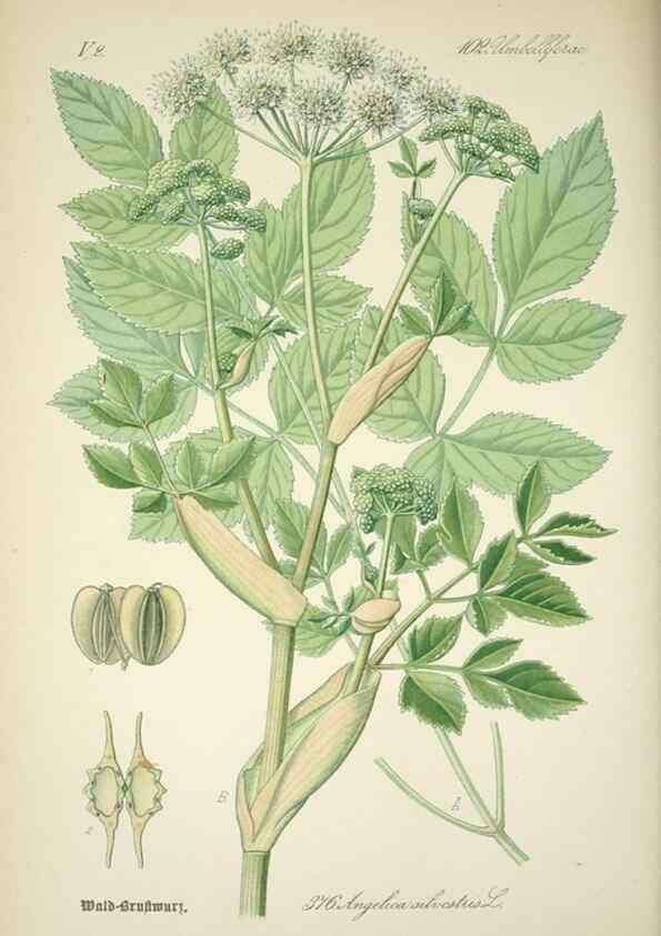 Reproducción/Reproduction 7982397903: Prof. Dr. Thomé's Flora von Deutschland, Österreich und der Schweiz, in Wort und Bild, für Schule und Haus ; mit ... Tafeln ... von Walter Müller.. Gera-Untermhaus :F.E. Köhler,1886-1934.