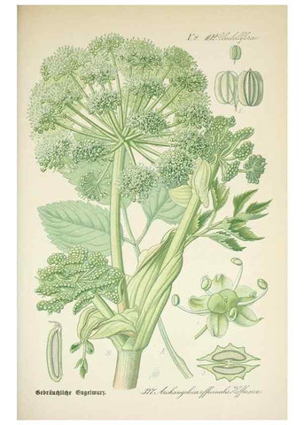 Reproducción/Reproduction 7982398405: Prof. Dr. Thomé's Flora von Deutschland, Österreich und der Schweiz, in Wort und Bild, für Schule und Haus ; mit ... Tafeln ... von Walter Müller.. Gera-Untermhaus :F.E. Köhler,1886-1934.